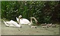 TQ0360 : Swans, Basingstoke Canal by Derek Harper