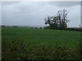 Farmland, Bagley Green