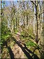 Woodland Path, Reddish Vale (1)