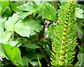 Great horsetail fern, Belfast Castle