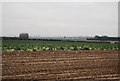 Half a field of cabbages