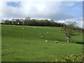 Hillside grazing