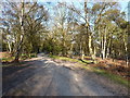 Silver birch woods at Kingsley Wood Road