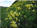 Roadside Cowslips near Briggle Bridge