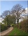 Trees, Esworthy