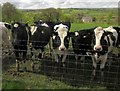 Cattle, Esworthy