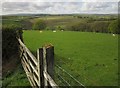 Sheep above East Knowstone