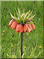 Wild flower at Sheffield Manor Lodge