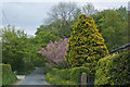 Colourful Trees on Further Lane