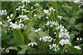 Wild garlic: Lodge Plantation, Cadwell