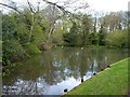 Gulls on the millpond