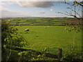 Sheep at Poadmarsh Cross