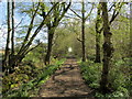 Footpath in Ham Street Woods