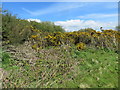 Gorse on Boltonhill