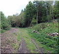 Track through Quarry Plantation, Ledbury