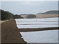 Crops under netting