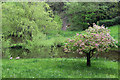 Cherry tree and pond at Culver Farm