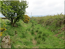 SM9029 : Bridleway enclosed between bramble and gorse by Peter Wood