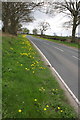 SE3690 : Dandelions adding colour to the A167 verge by Roger Templeman