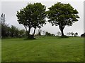 Trees, Glenmacoffer