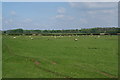 Sheep grazing below Hall Garth Hill