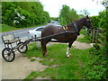 Tethered horse by graveyard entrance on Iver Lane