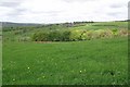 SD7412 : Meadowland in Spring by Philip Platt