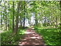 Templehall Plantation pathway