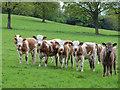 Calves near Little Water Farm