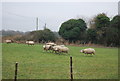 Sheep, Coopers Street