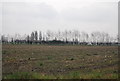 Farmland, Cooper Street Farm