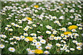 SO8642 : A sea of daisies by Philip Halling
