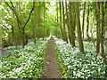 Cranborne, ramsons