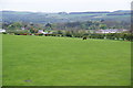 Field of brown cows on the edge of Alnwick