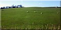 Sheep on hillside, Huggler