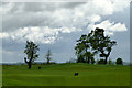 Trees on Adllington Golf Course