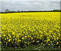 TM2591 : Oilseed rape field beside Spring Lane by Evelyn Simak