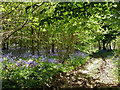 Bluebells in Wartling Wood