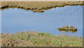 J5165 : Salt marsh, Ringneill near Comber by Albert Bridge