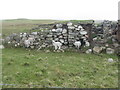 Lambs seeking shelter