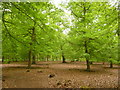 Beech woodland on the edge of Windsor Great Park