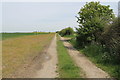 TF1341 : Farm track along hedgerow by J.Hannan-Briggs