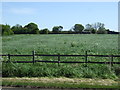 Farmland, Ludney