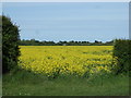 Oilseed rape crop, New Waltham