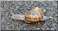 J1054 : Snail, Waringstown by Albert Bridge