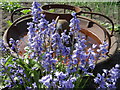 Garden Bluebells