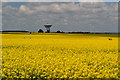 Oilseed rape field with distant radio telescope