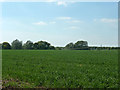TL7922 : Wheat field by Robin Webster