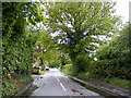 TM1036 : Bergholt Road, Bentley by Geographer