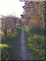 Path alongside Park Wood